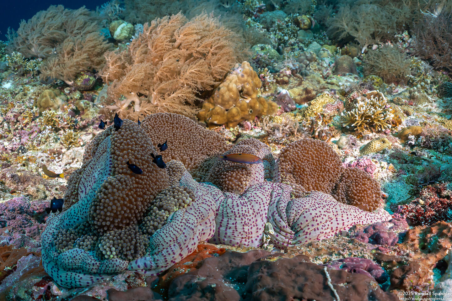 Stichodactyla mertensii (Merten's Carpet Anemone)