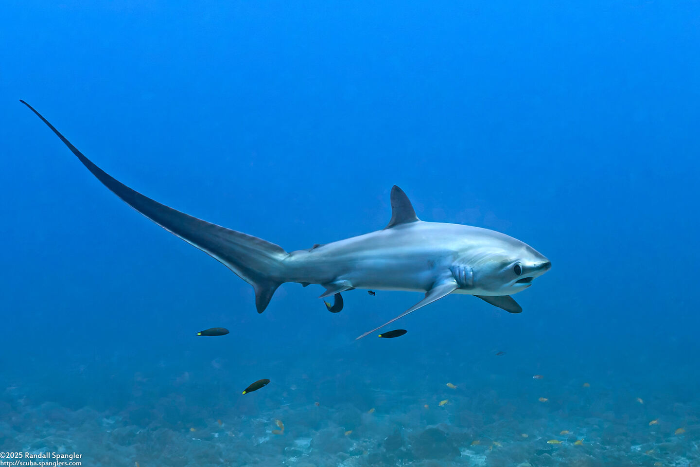 Alopias pelagicus (Pelagic Thresher Shark)
