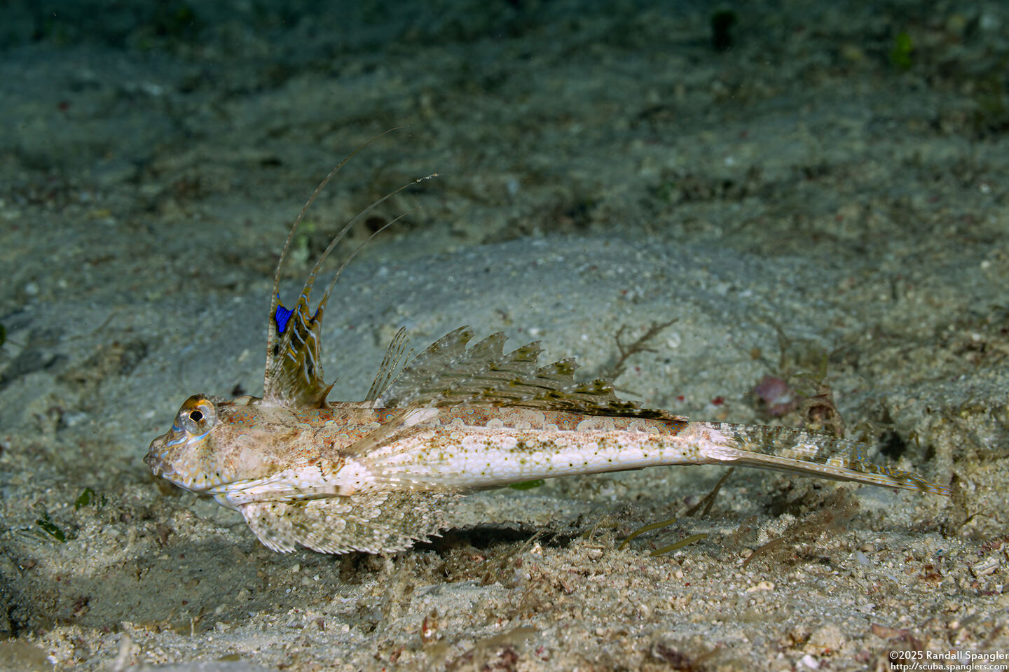 Dactylopus dactylopus (Fingered Dragonet)