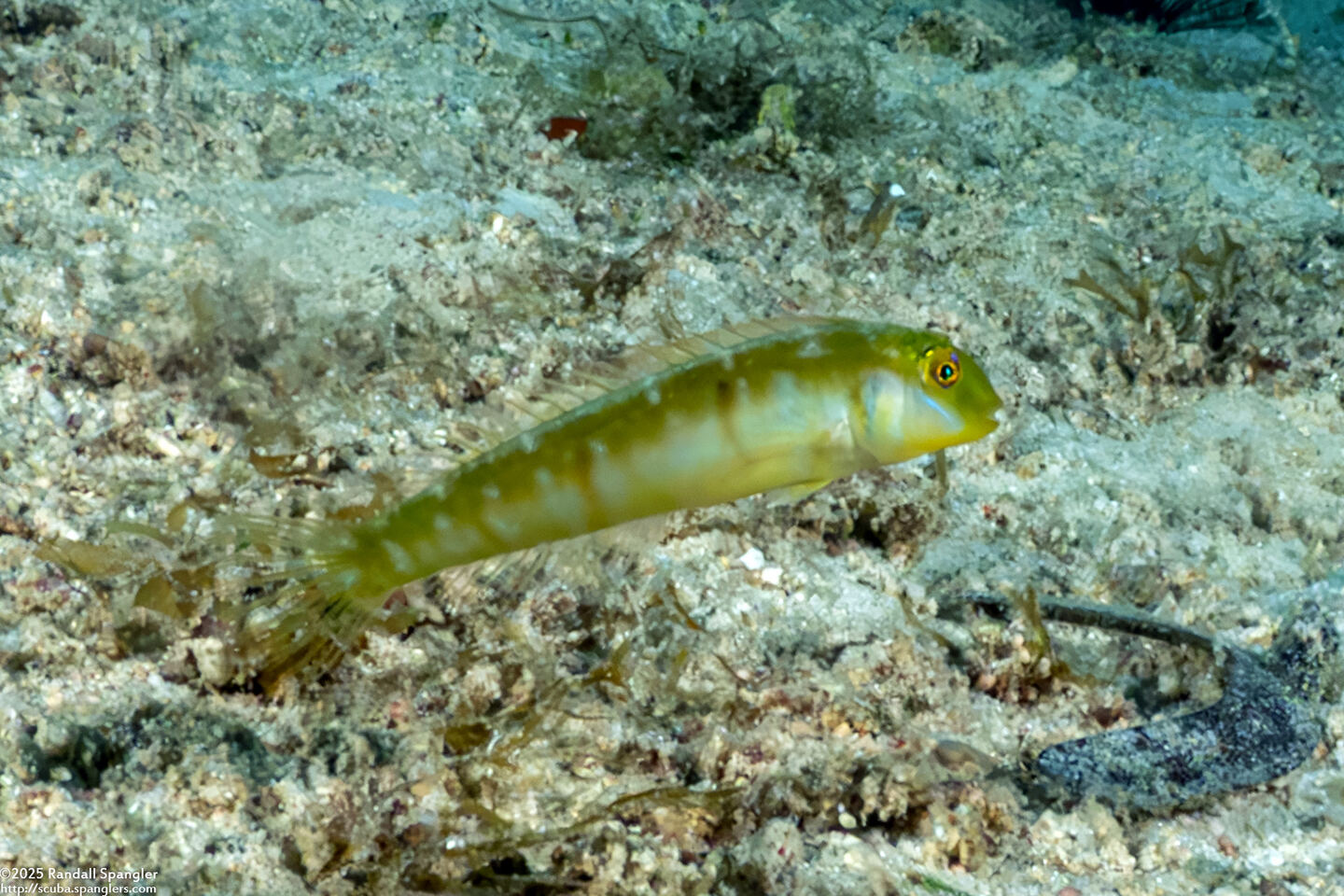 Cymolutes praetextatus (Knife Razorfish)