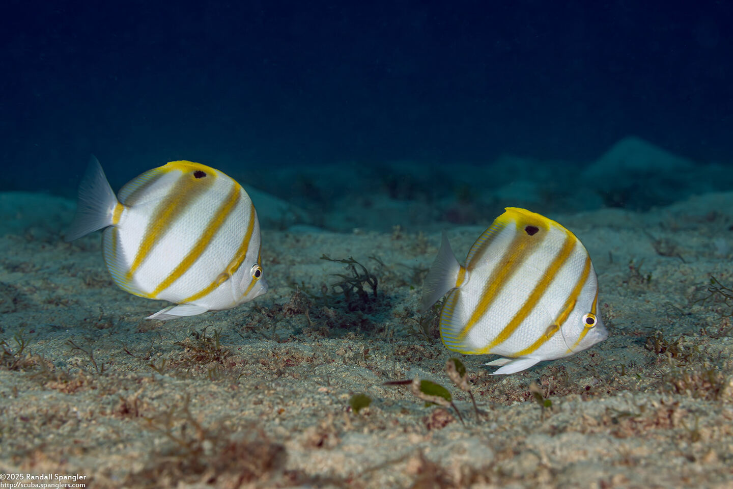 Parachaetodon ocellatus (Sixspine Butterflyfish)