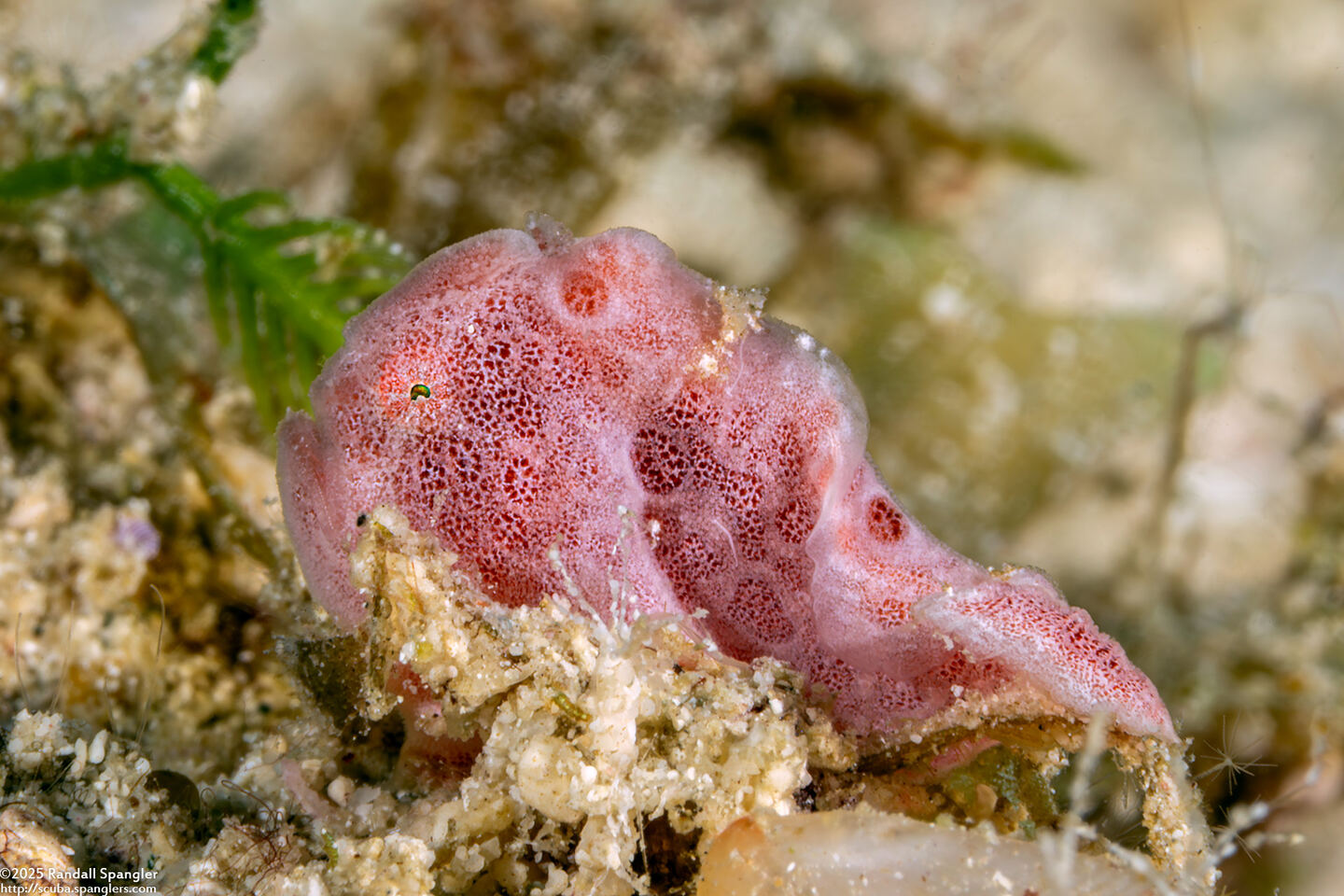 Antennarius pictus (Painted Frogfish)