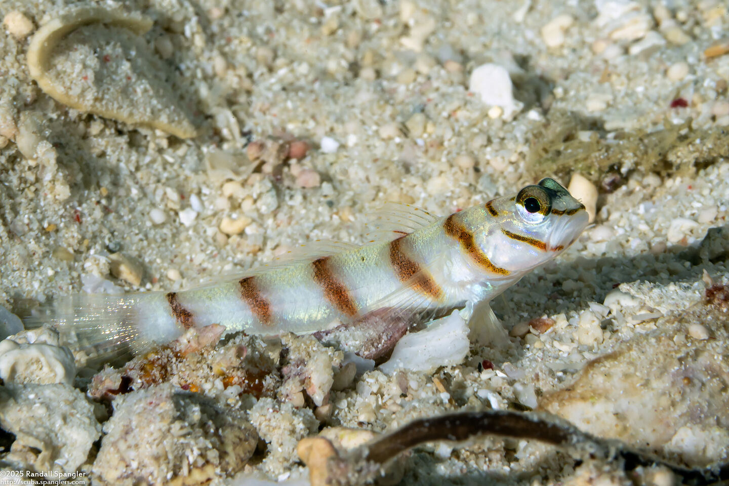 Amblyeleotris diagonalis (Slantbar Shrimpgoby)
