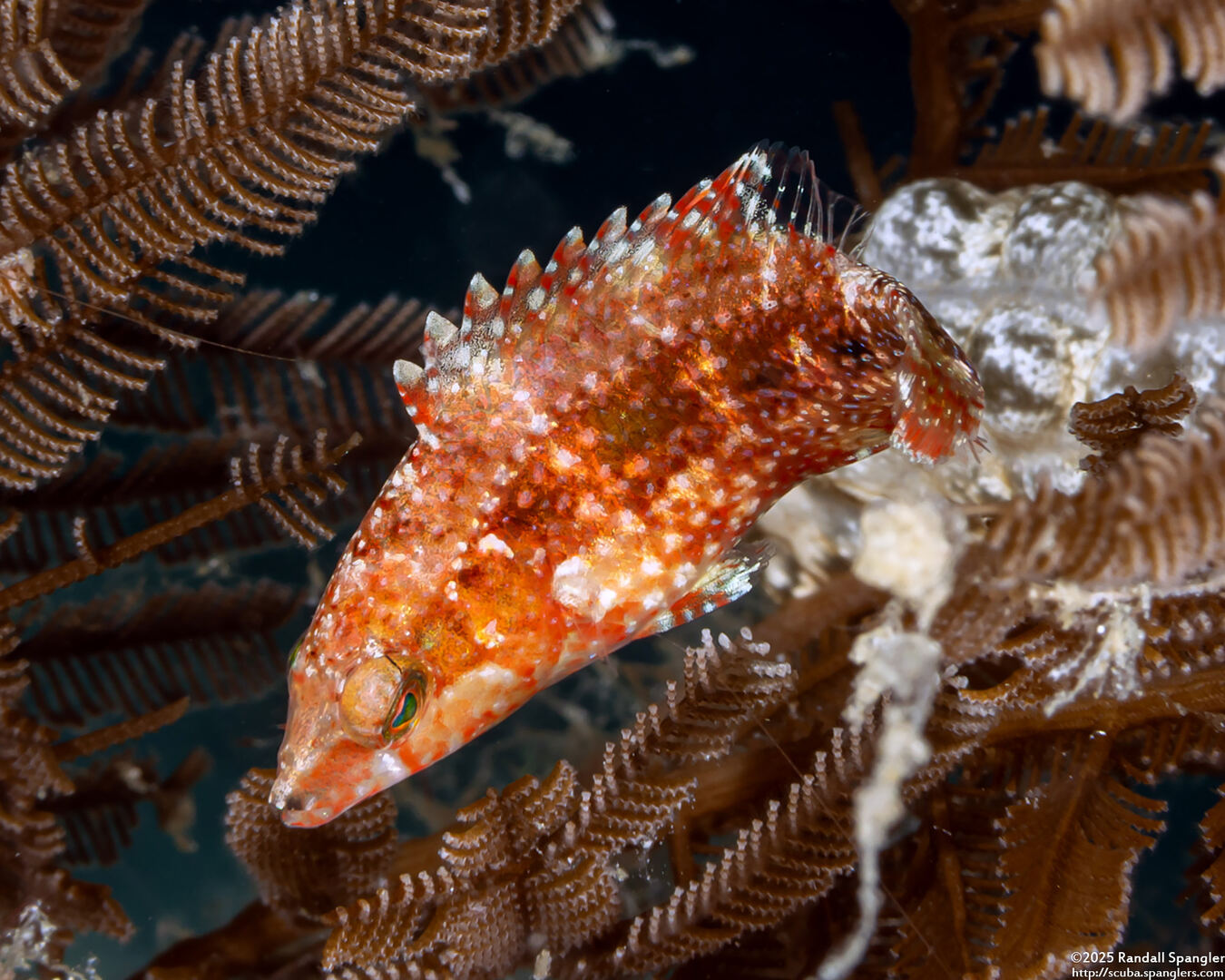 Oxycheilinus celebicus (Celebes Wrasse)