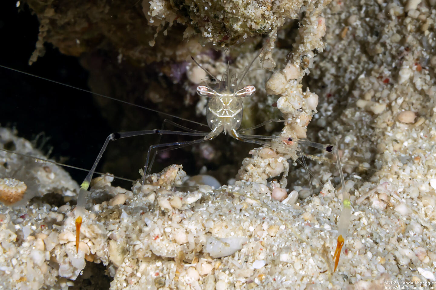 Cuapetes sp.8 (Red-Striped Cuapetes Shrimp)