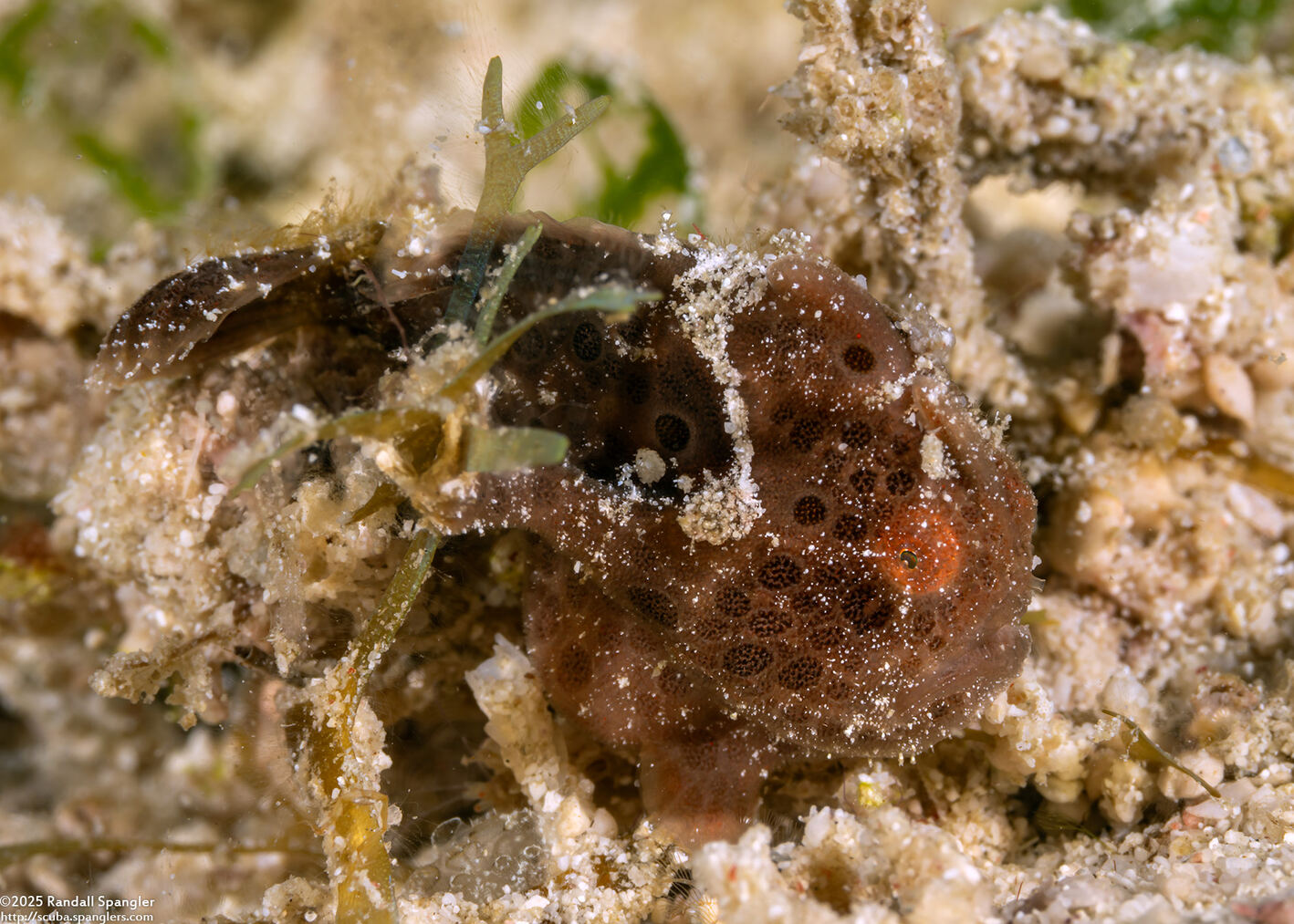 Antennarius pictus (Painted Frogfish)