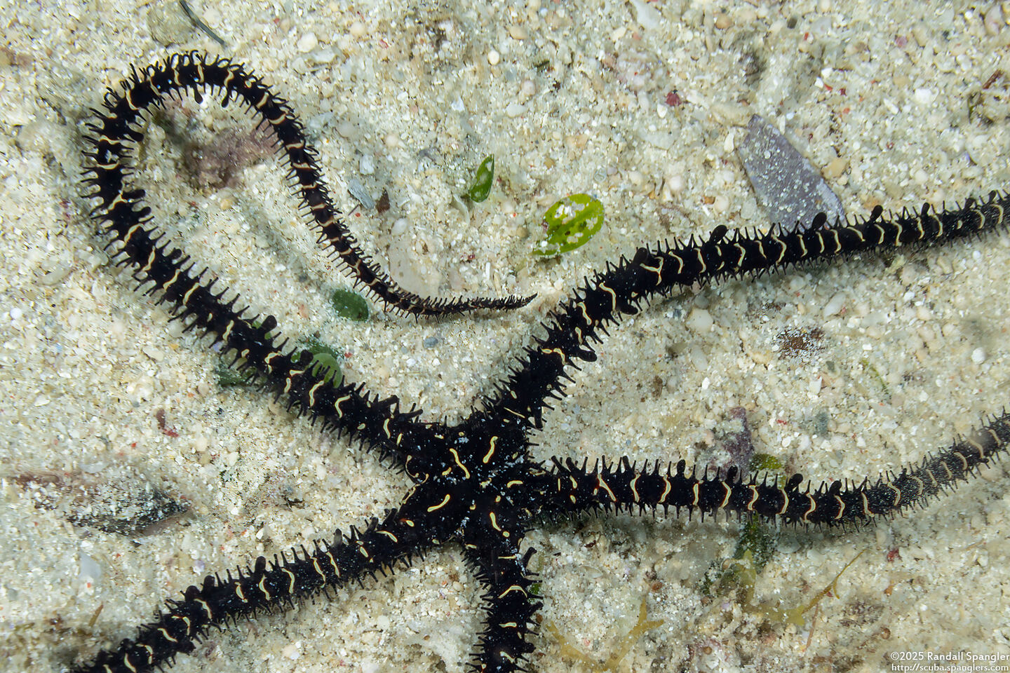 Ophiomastix flaccida (Flaccid Brittle Star)