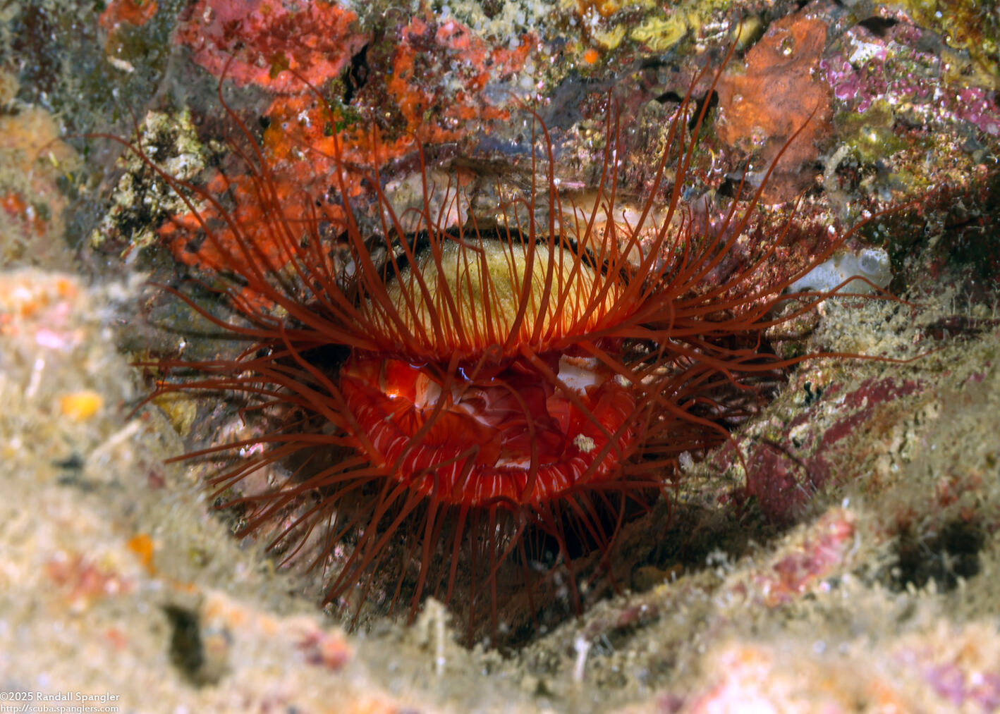 Ctenoides ales (Electric Fileclam)