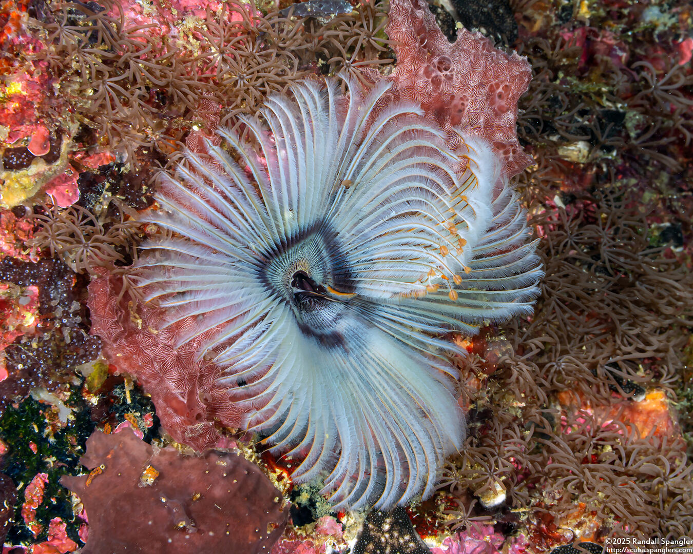 Sabellastarte sp.1 (Feather Duster Worm)