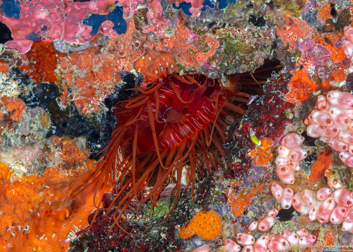 Ctenoides ales (Electric Fileclam)