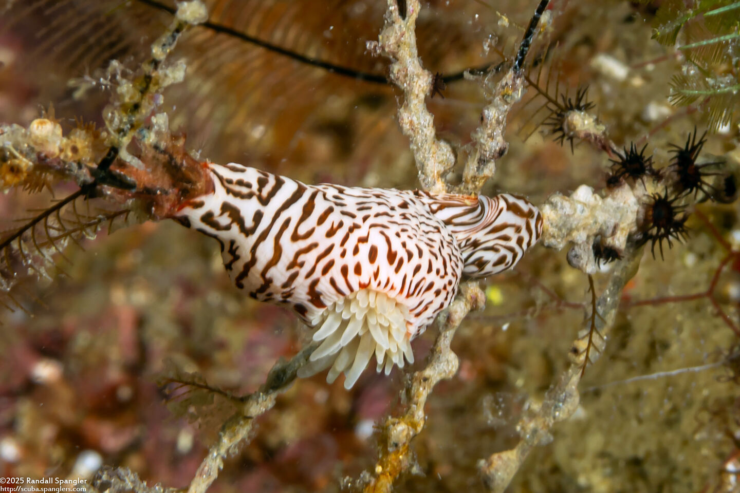Nemanthus nitidus (Zebra Gorgonian Wrapper)