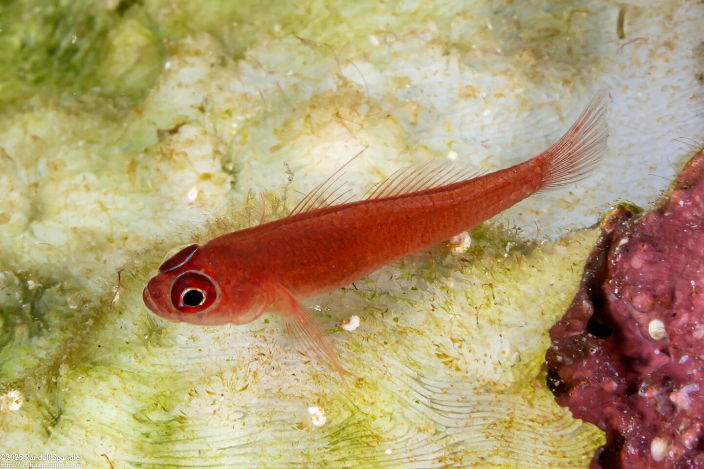 Trimma benjamini (Ringeye Pygmygoby)