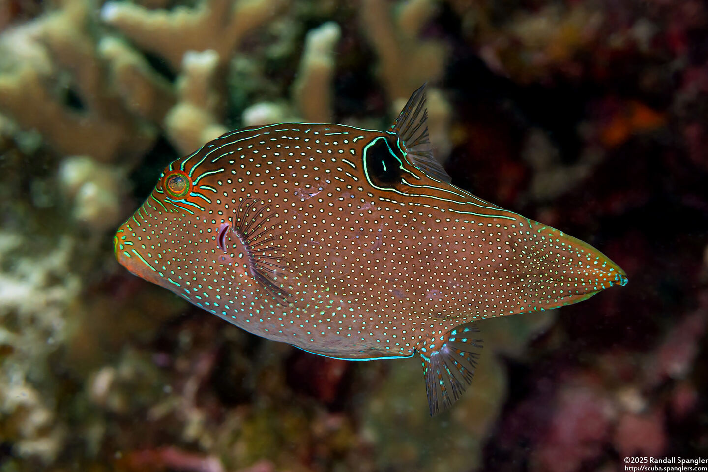 Canthigaster papua (Papuan Toby)