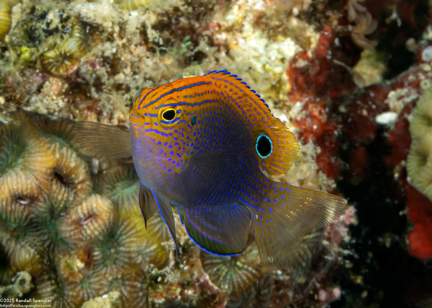 Pomacentrus vaiuli (Princess Damsel)