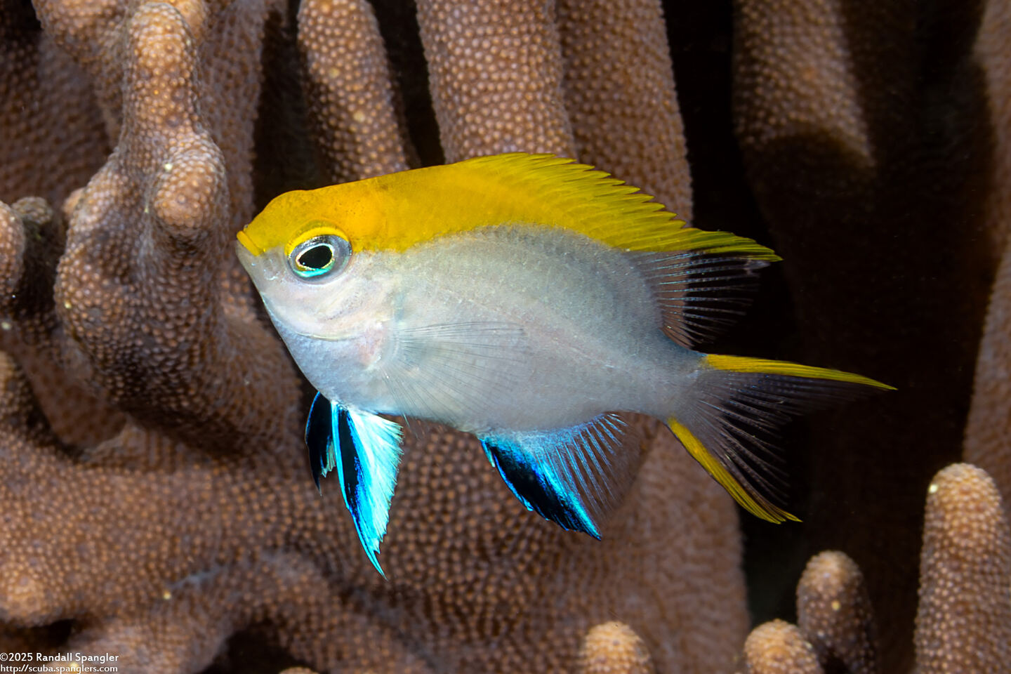 Neoglyphidodon melas (Black Damsel)