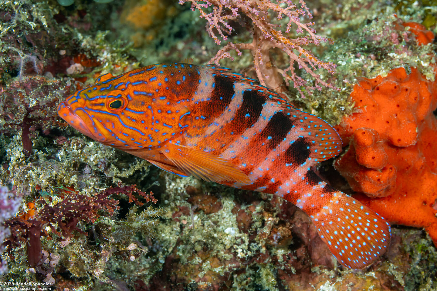 Cephalopholis sexmaculata (Saddle Grouper)