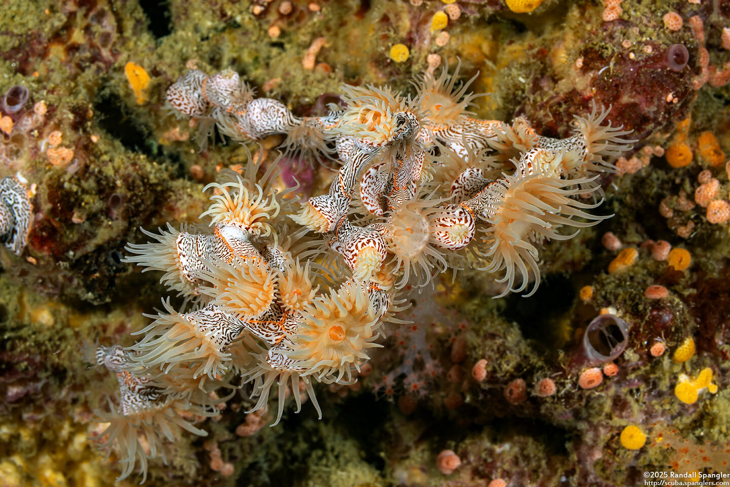 Nemanthus nitidus (Zebra Gorgonian Wrapper)