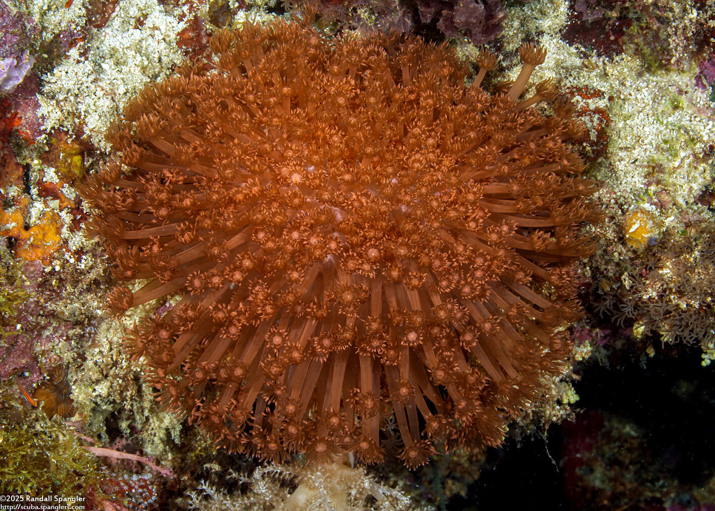 Goniopora cf. djiboutiensis (Goniopora cf. Djiboutiensis)