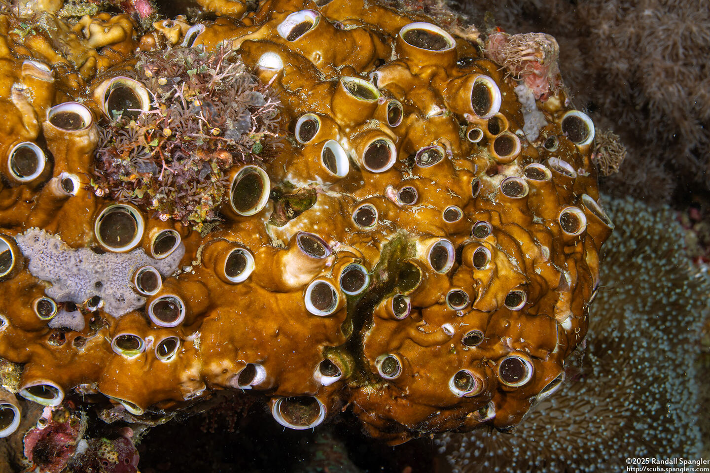 Ceraesignum maximum (Great Coral Worm Shell)