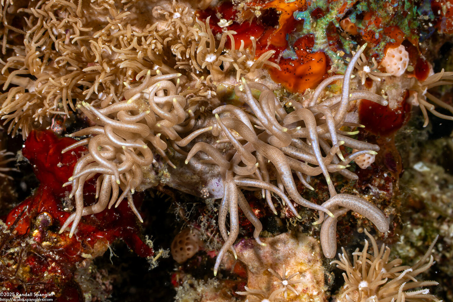 Phyllodesmium briareum (Yellow-Tipped Phyllodesmium)