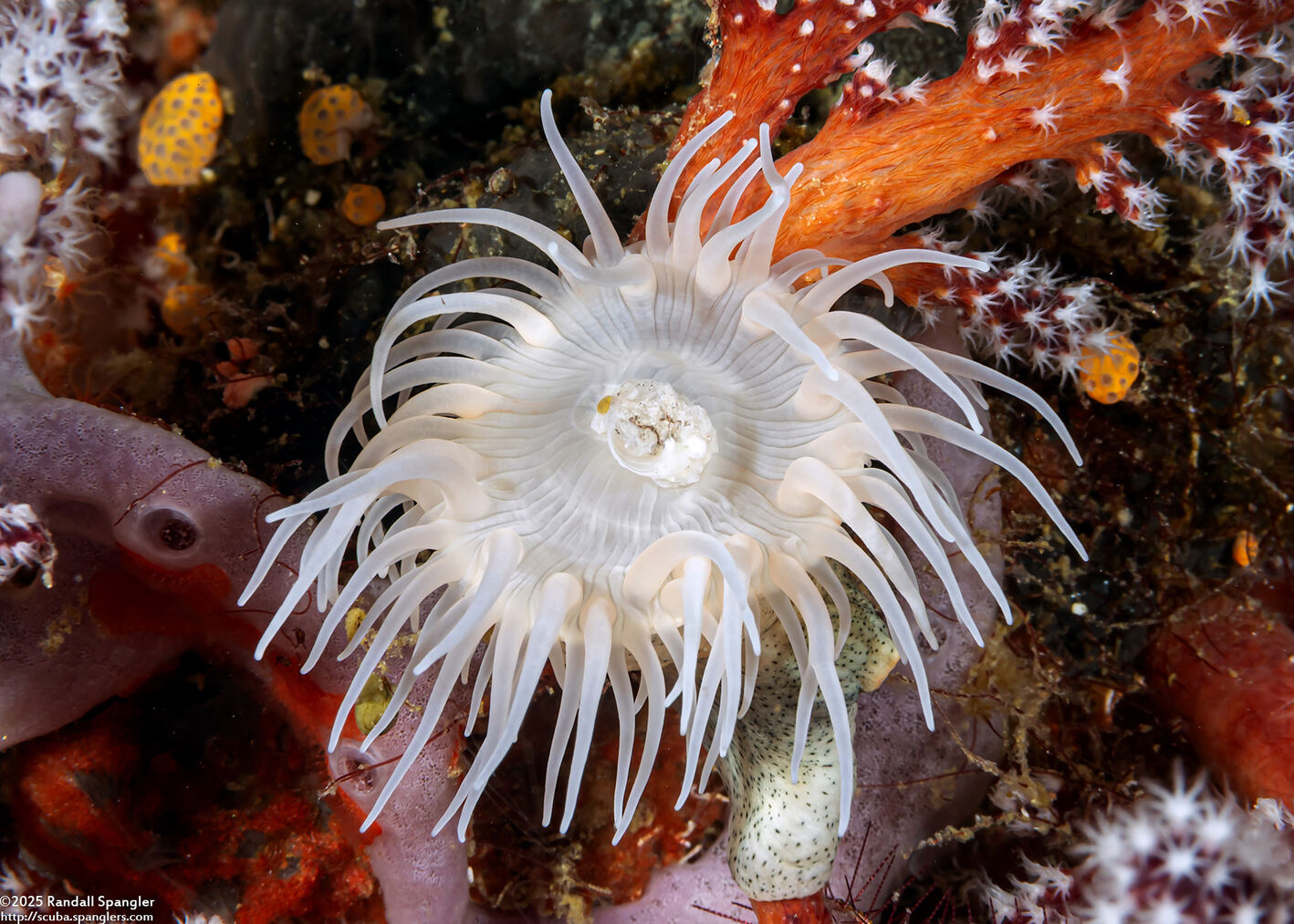 Nemanthus nitidus (Zebra Gorgonian Wrapper)