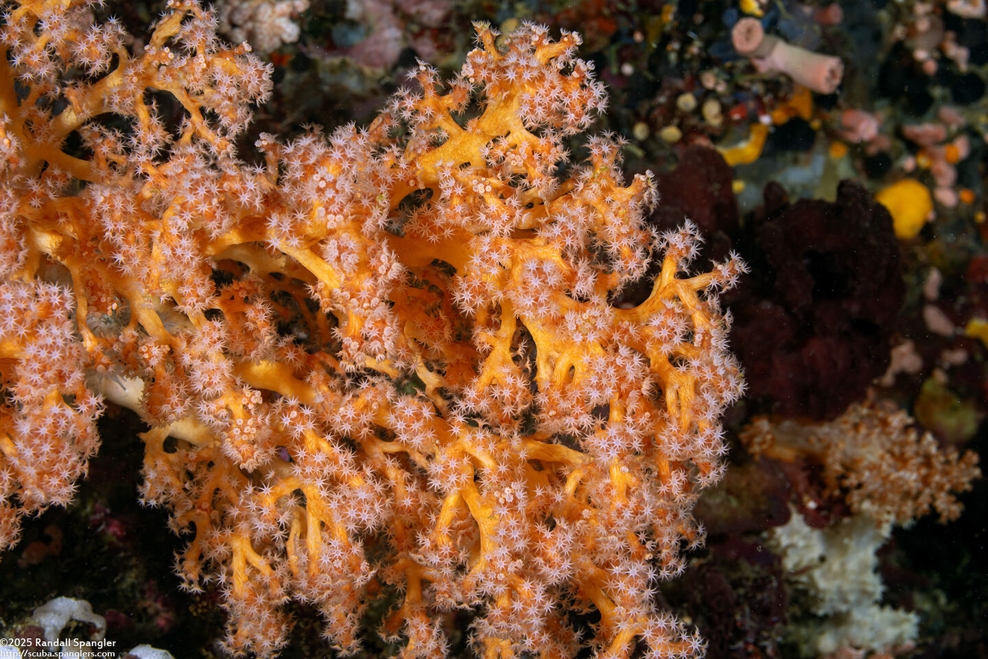 Siphonogorgia sp.3 (Siphonogorgia sp.3)