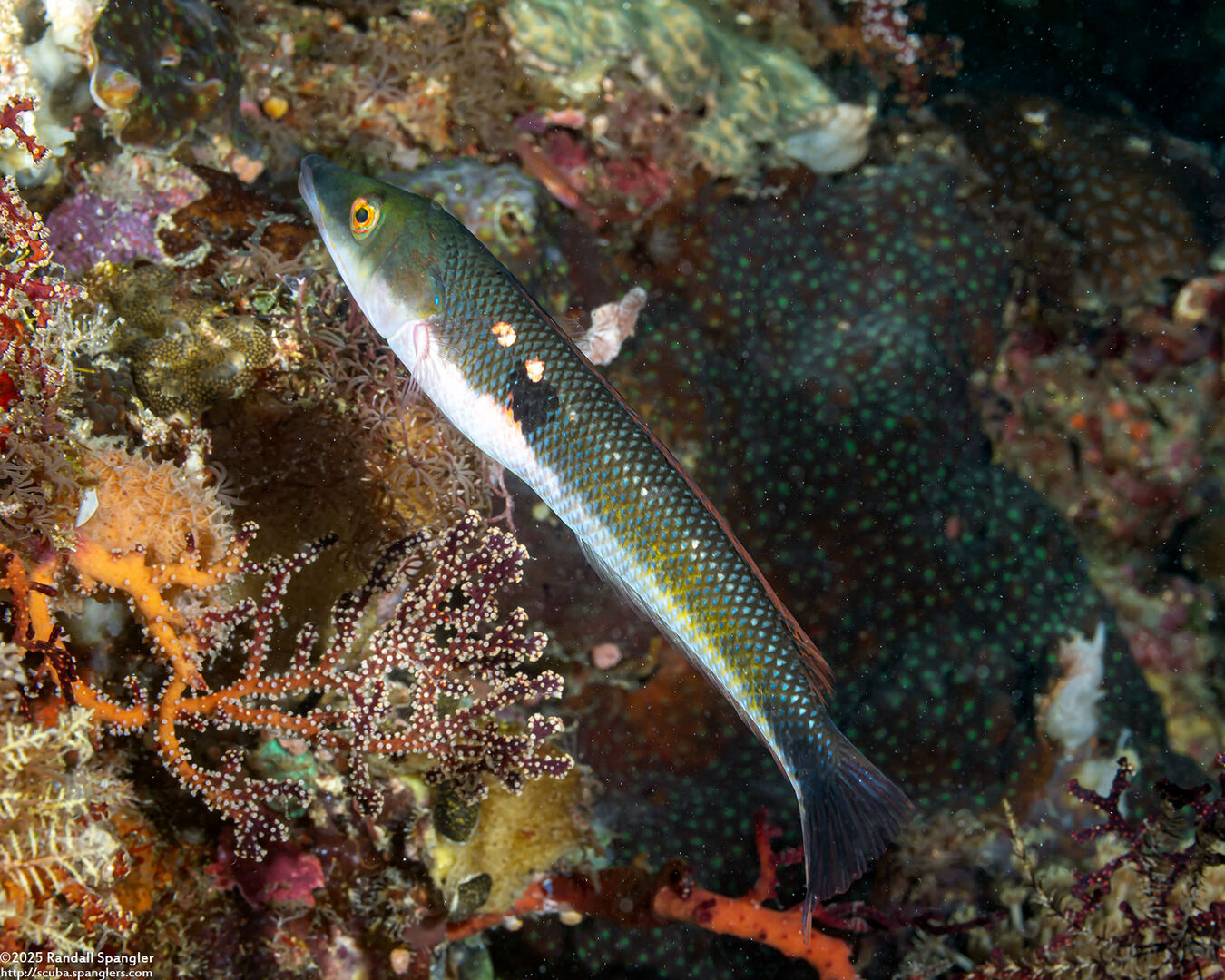 Cheilio inermis (Cigar Wrasse)