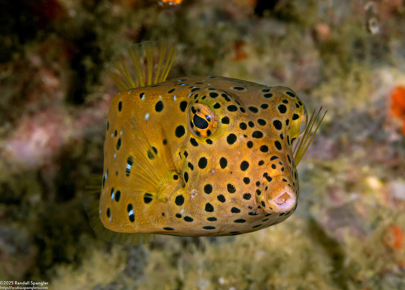 Ostracion cubicum (Yellow Boxfish)