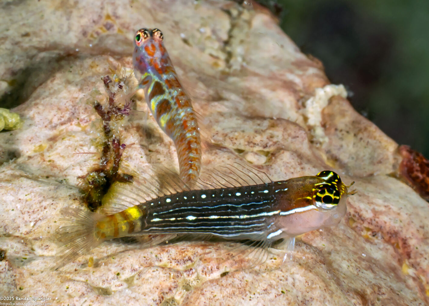 Ecsenius pictus (White-Lined Coralblenny)