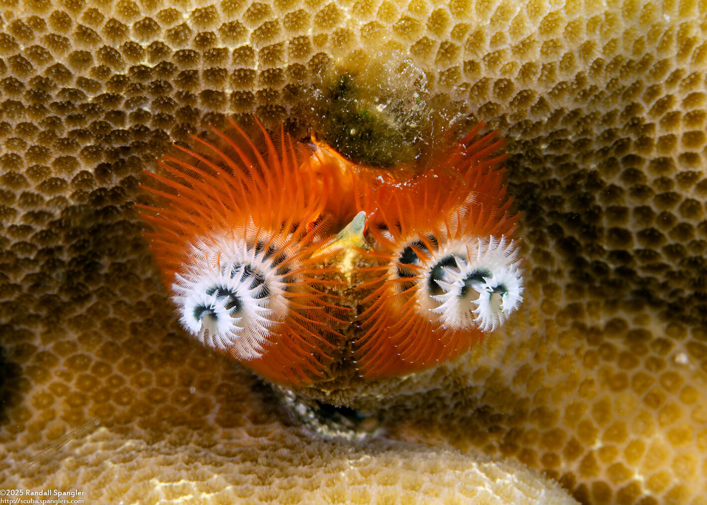 Spirobranchus sp.1 (Christmas Tree Worm)
