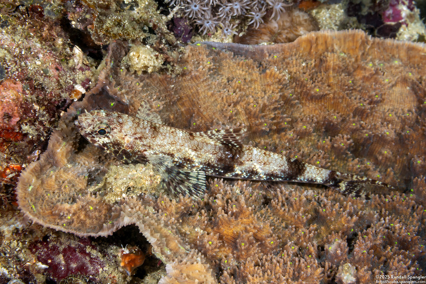 Saurida gracilis (Slender Lizardfish)
