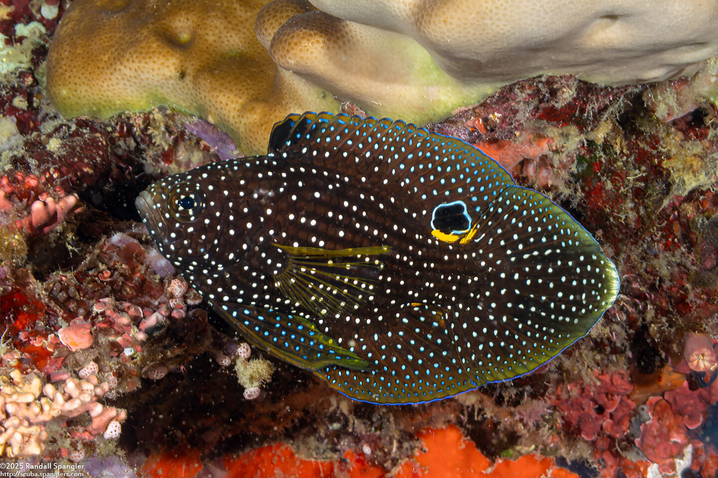 Calloplesiops altivelis (Comet Longfin)