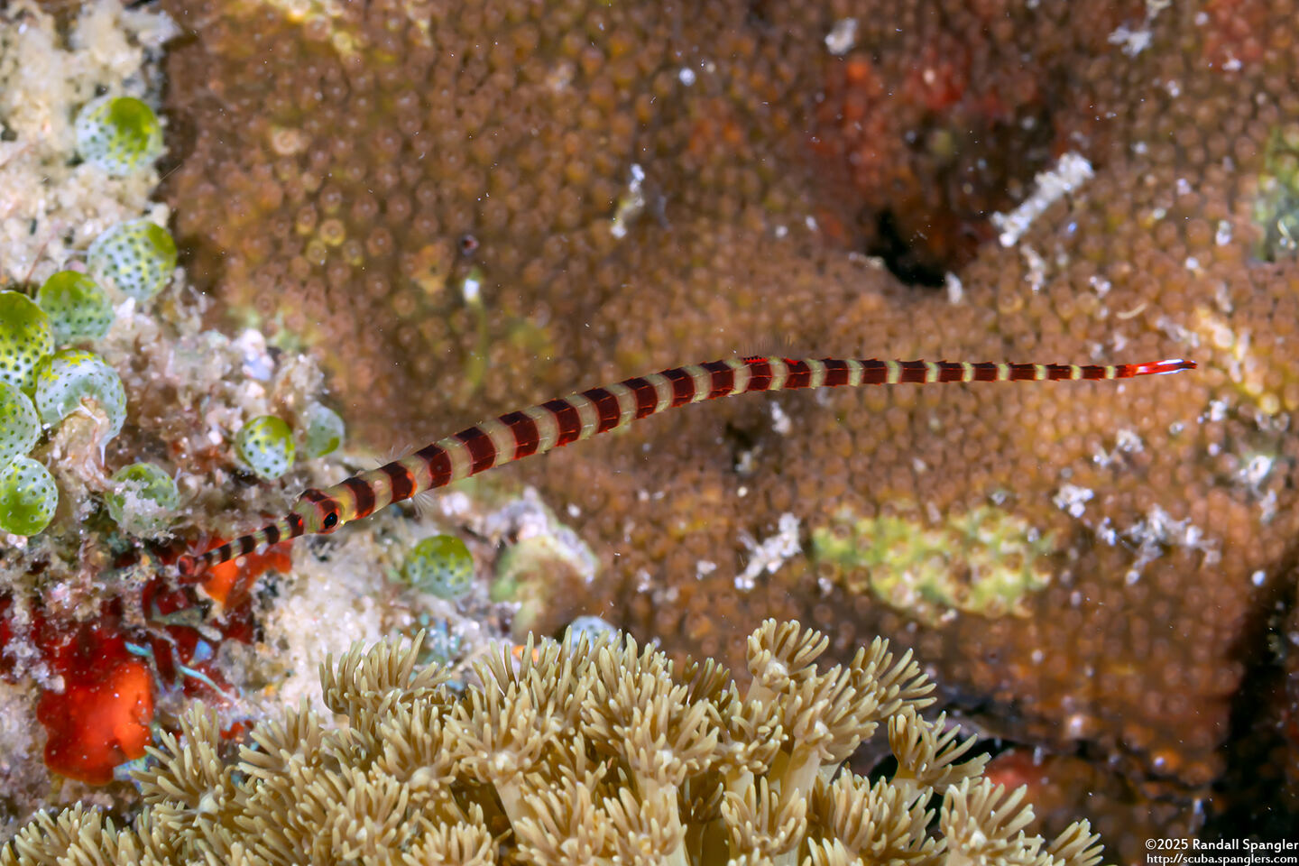 Dunckerocampus dactyliophorus (Ringed Pipefish)