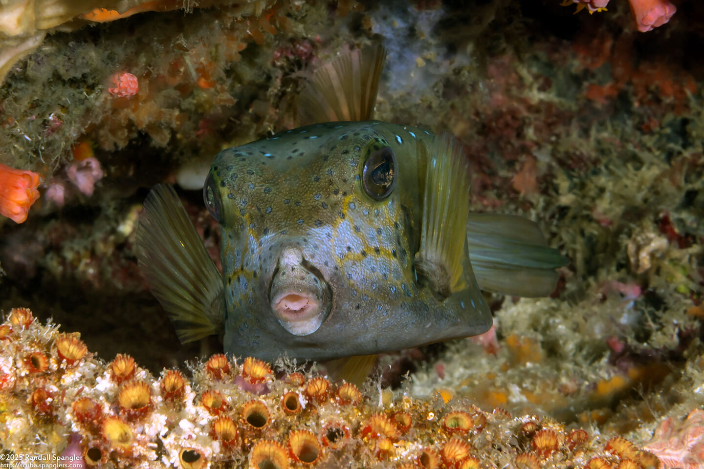 Ostracion cubicum (Yellow Boxfish)