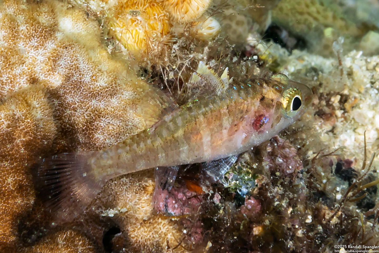 Fowleria marmorata (Barred Cardinalfish)