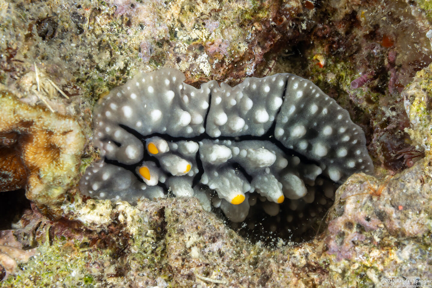 Phyllidia elegans (Elegant Phyllidia)