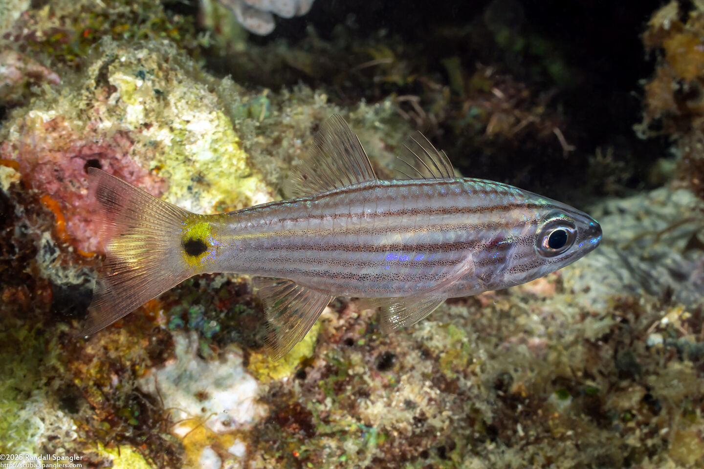 Cheilodipterus artus (Wolf Cardinalfish)