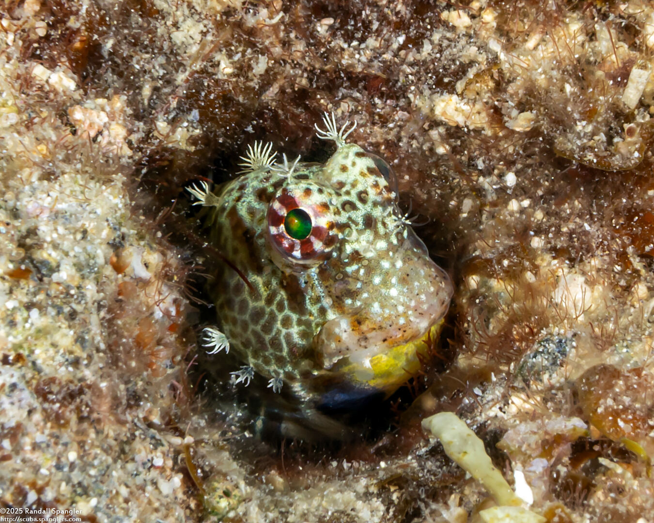 Crossosalarias macrospilus (Triplespot Blenny)