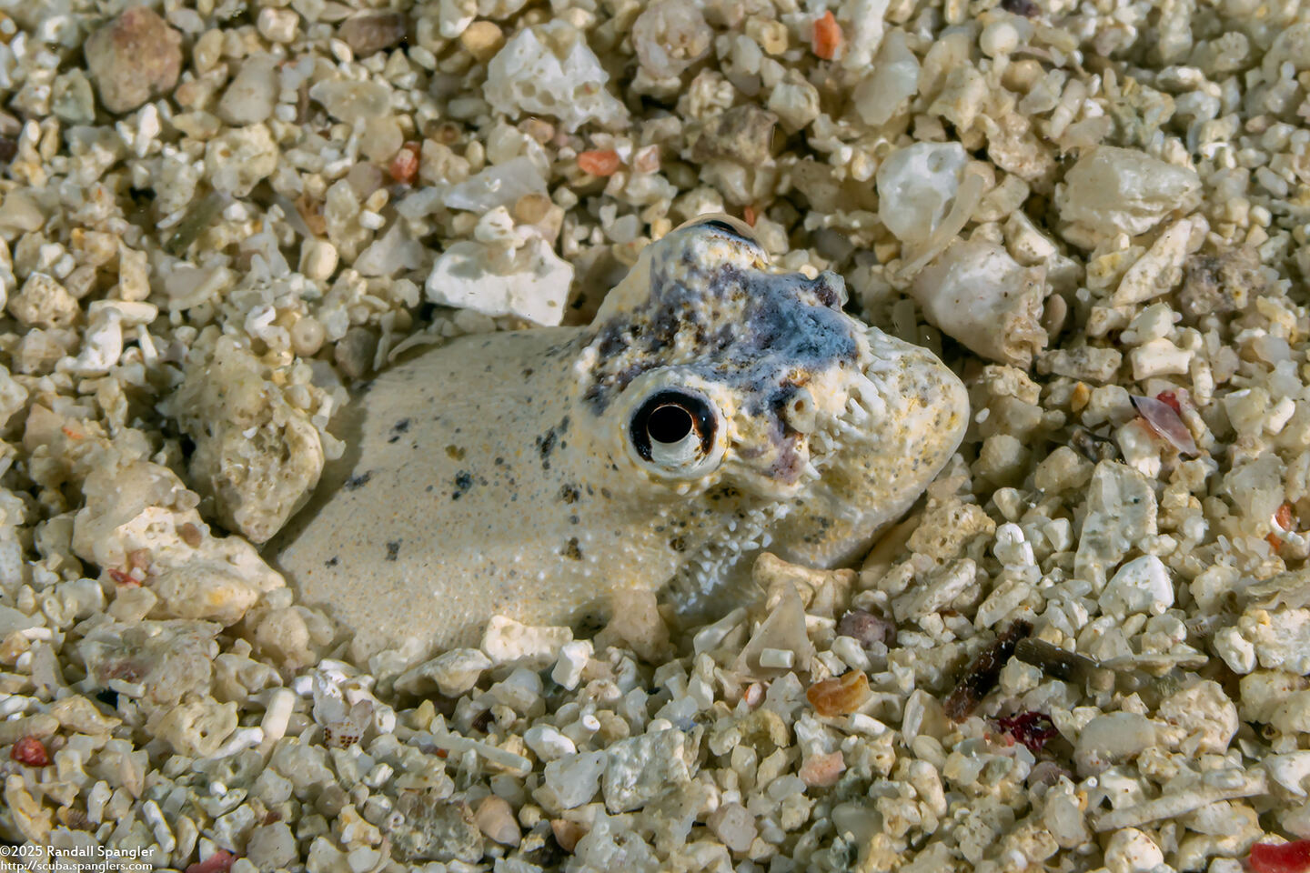 Brachysomophis crocodilinus (Crocodile Snake Eel)