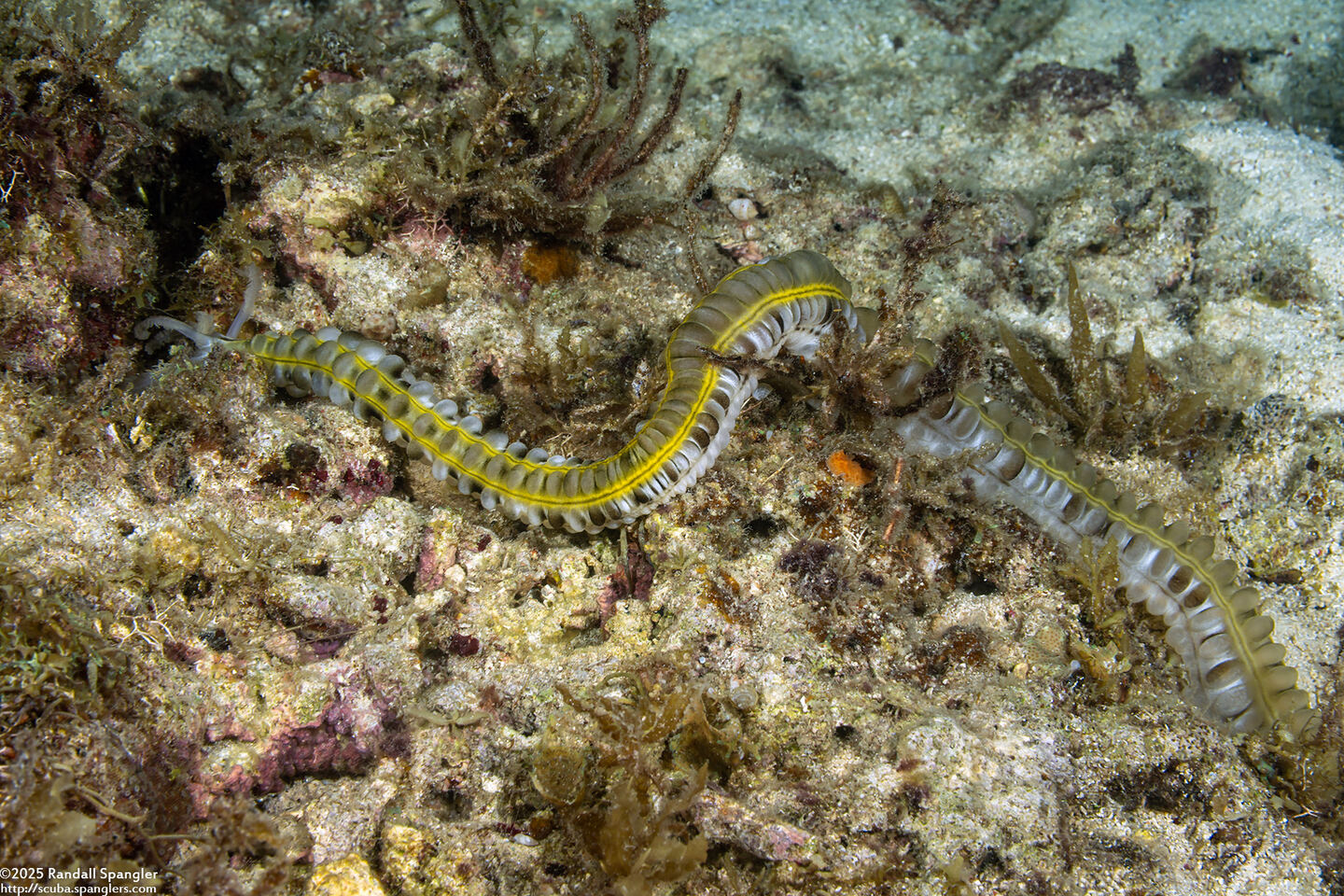 Euapta godeffroyi (Lion's Paw Sea Cucumber)