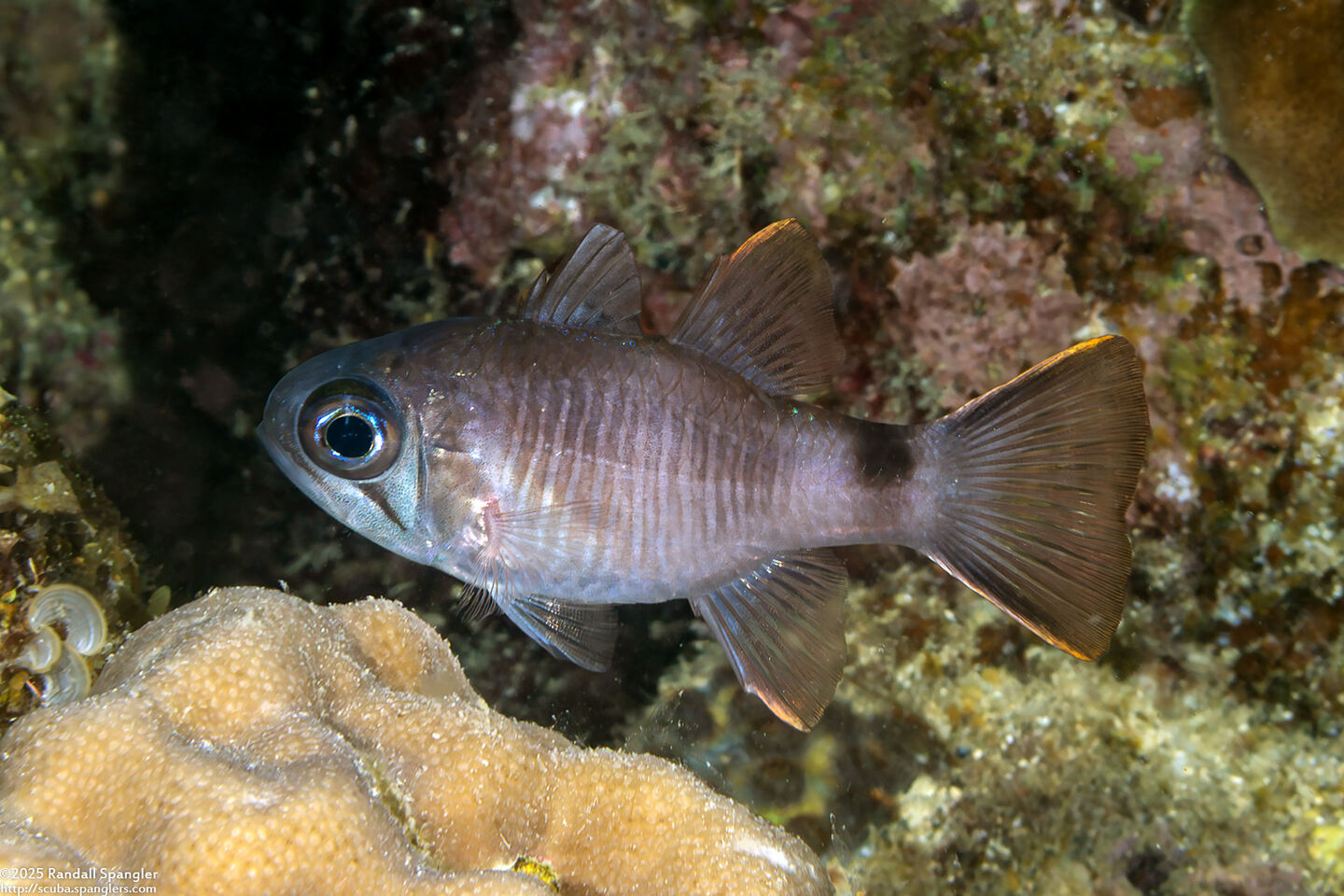 Nectamia luxuria (Multi-Barred Cardinalfish)