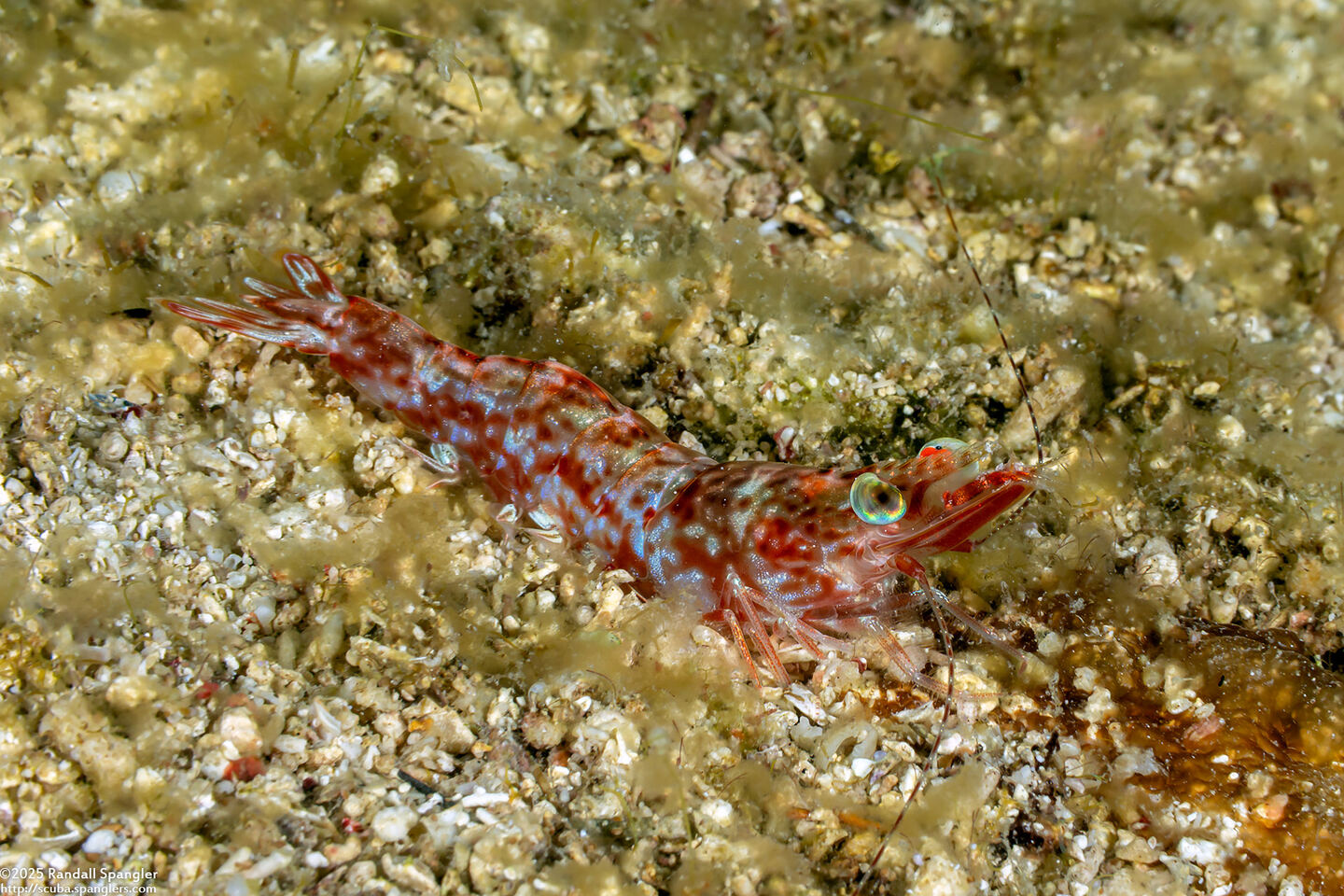 Metapenaeopsis sp.1 (Metapenaeopsis sp.1)