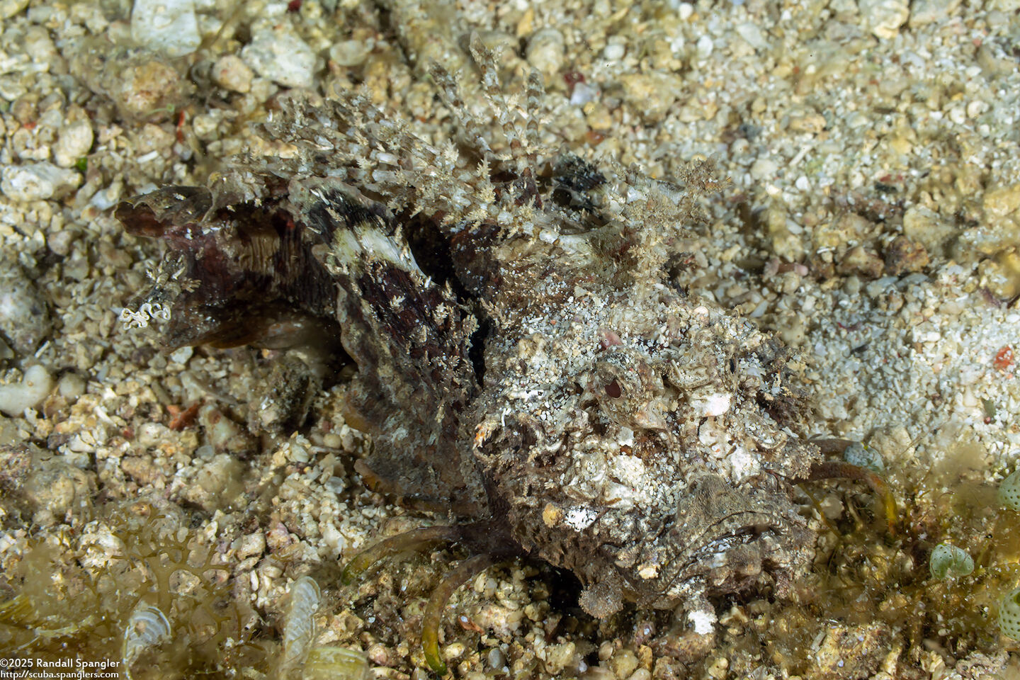 Inimicus didactylus (Spiny Devilfish)