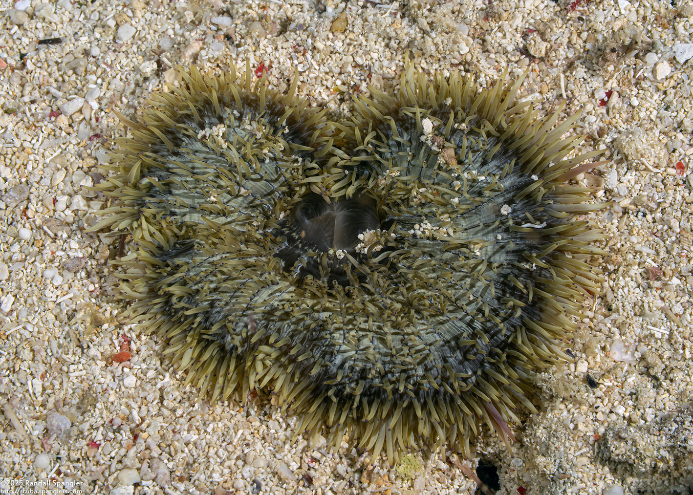 Heteractis malu (Delicate Sea Anemone)