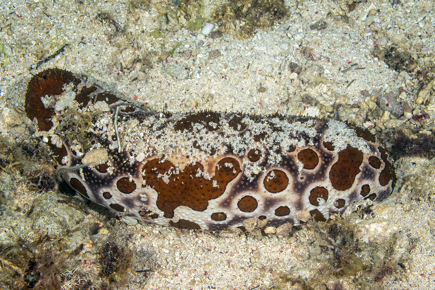 Bohadschia ocellata (Ocellated Sea Cucumber)