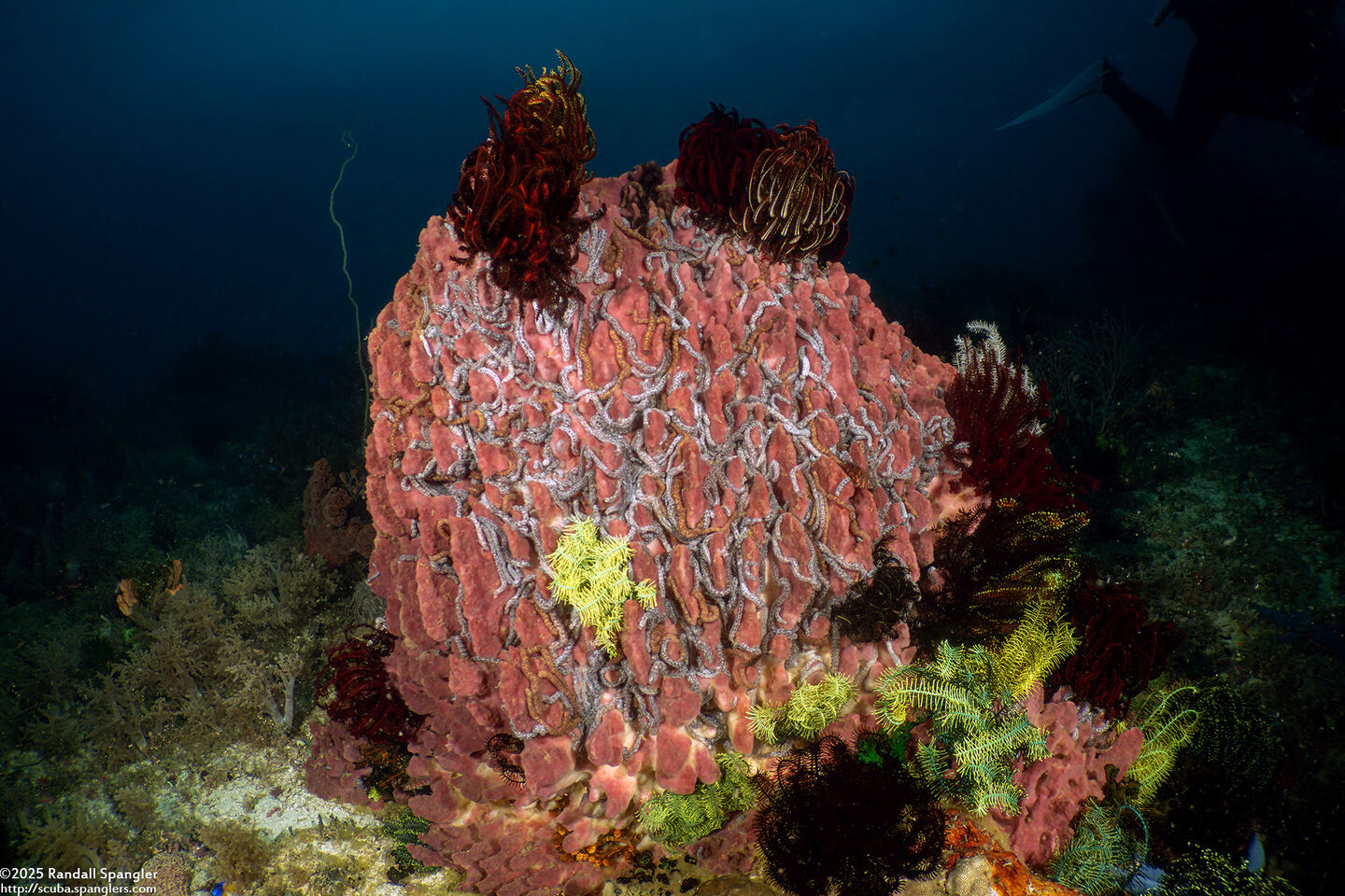 Xestospongia testudinaria (Barrel Sponge)