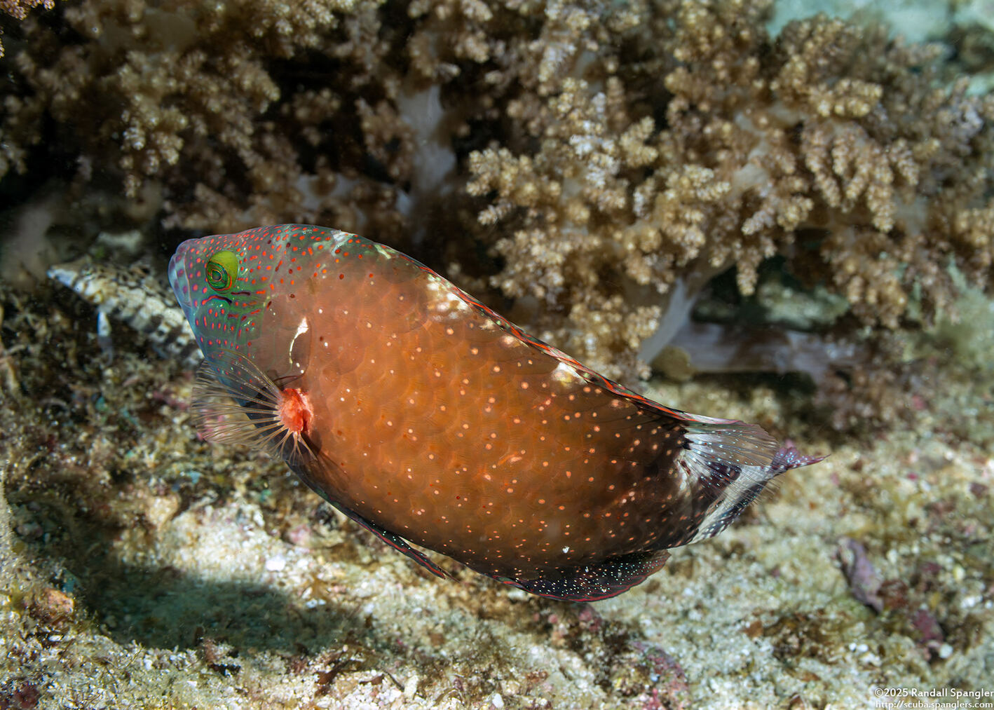 Cheilinus chlorourus (Floral Wrasse)