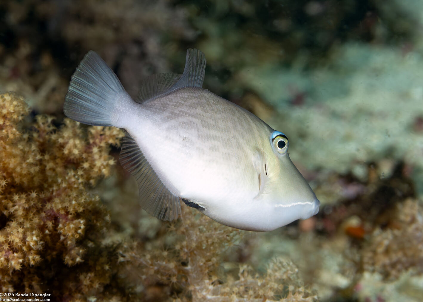 Sufflamen bursa (Scythe Triggerfish)