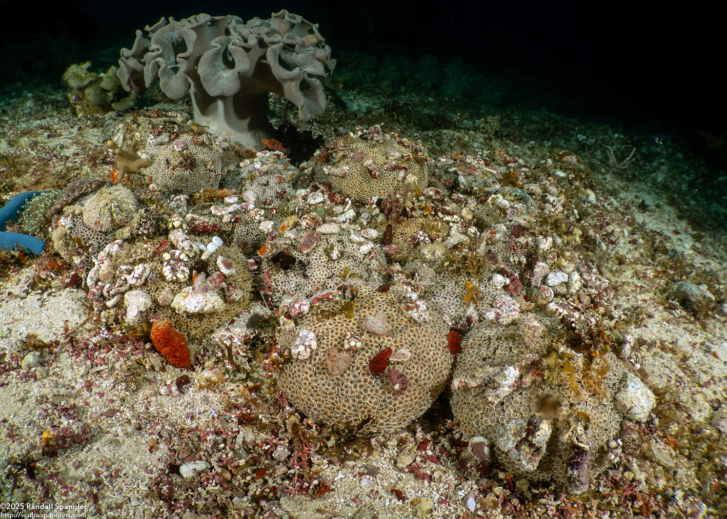 Toxopneustes pileolus (Flower Urchin)