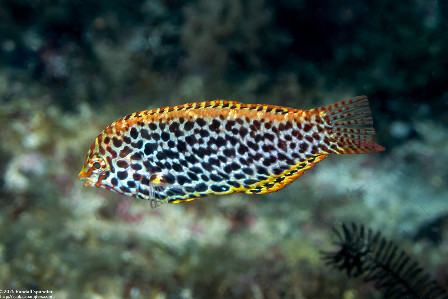 Macropharyngodon meleagris (Leopard Wrasse)